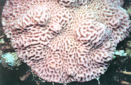 梳状菊花珊瑚