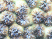 不均小星珊瑚