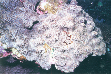 不规则肠珊瑚
