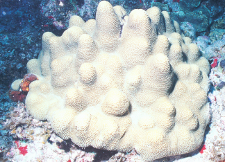弗利吉亚肠珊瑚