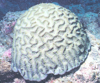 卷曲耳纹珊瑚