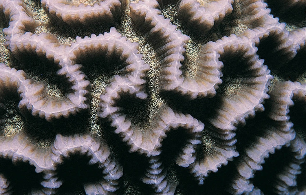 尖边扁脑珊瑚
