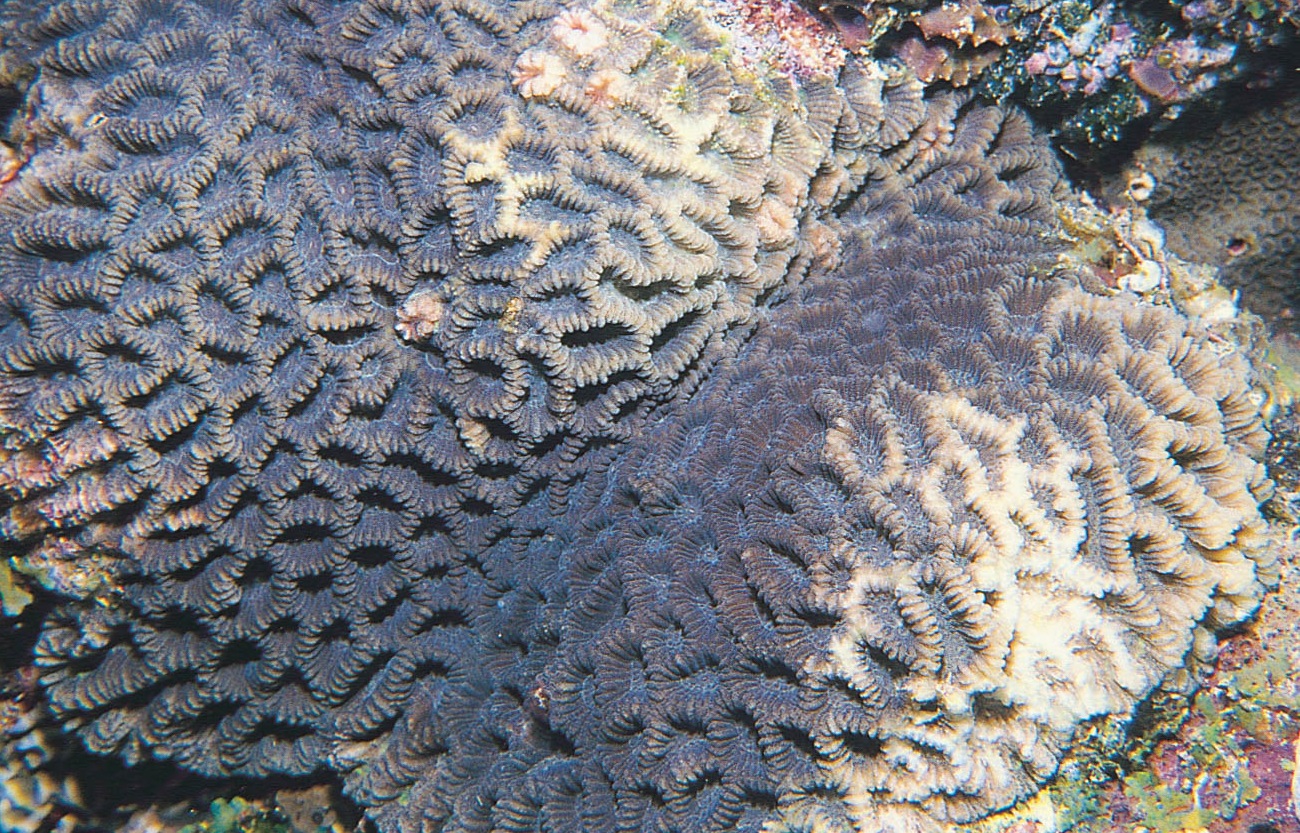 交替扁脑珊瑚