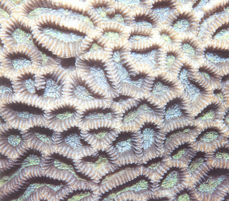 小扁脑珊瑚