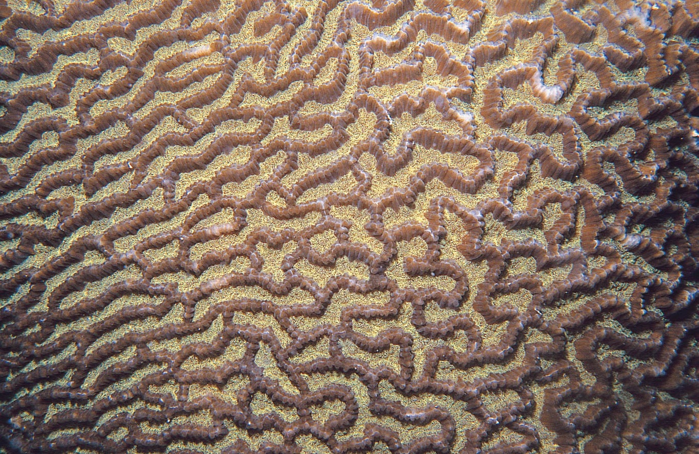 琉球扁脑珊瑚