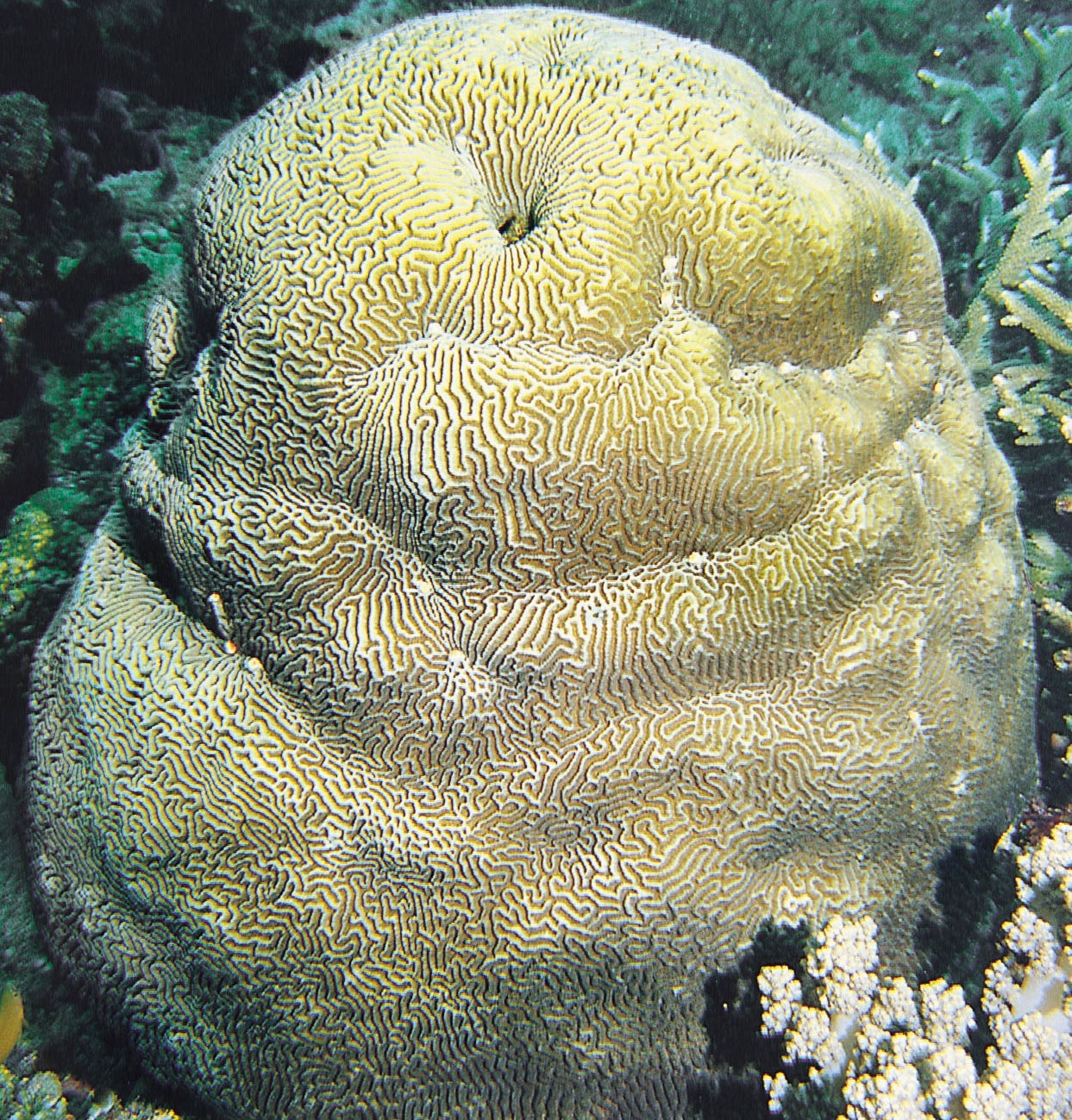 中华扁脑珊瑚