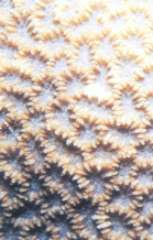 小业扁脑珊瑚
