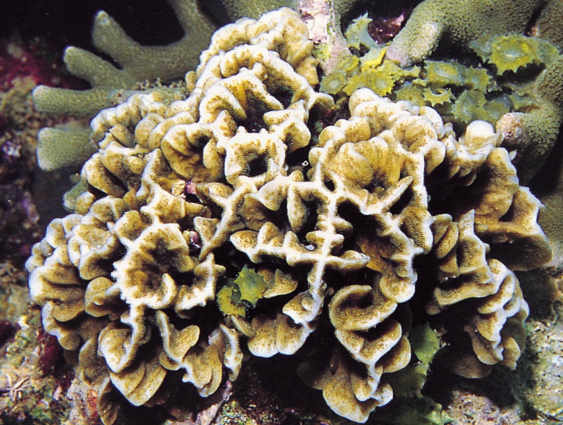 叶形牡丹珊瑚
