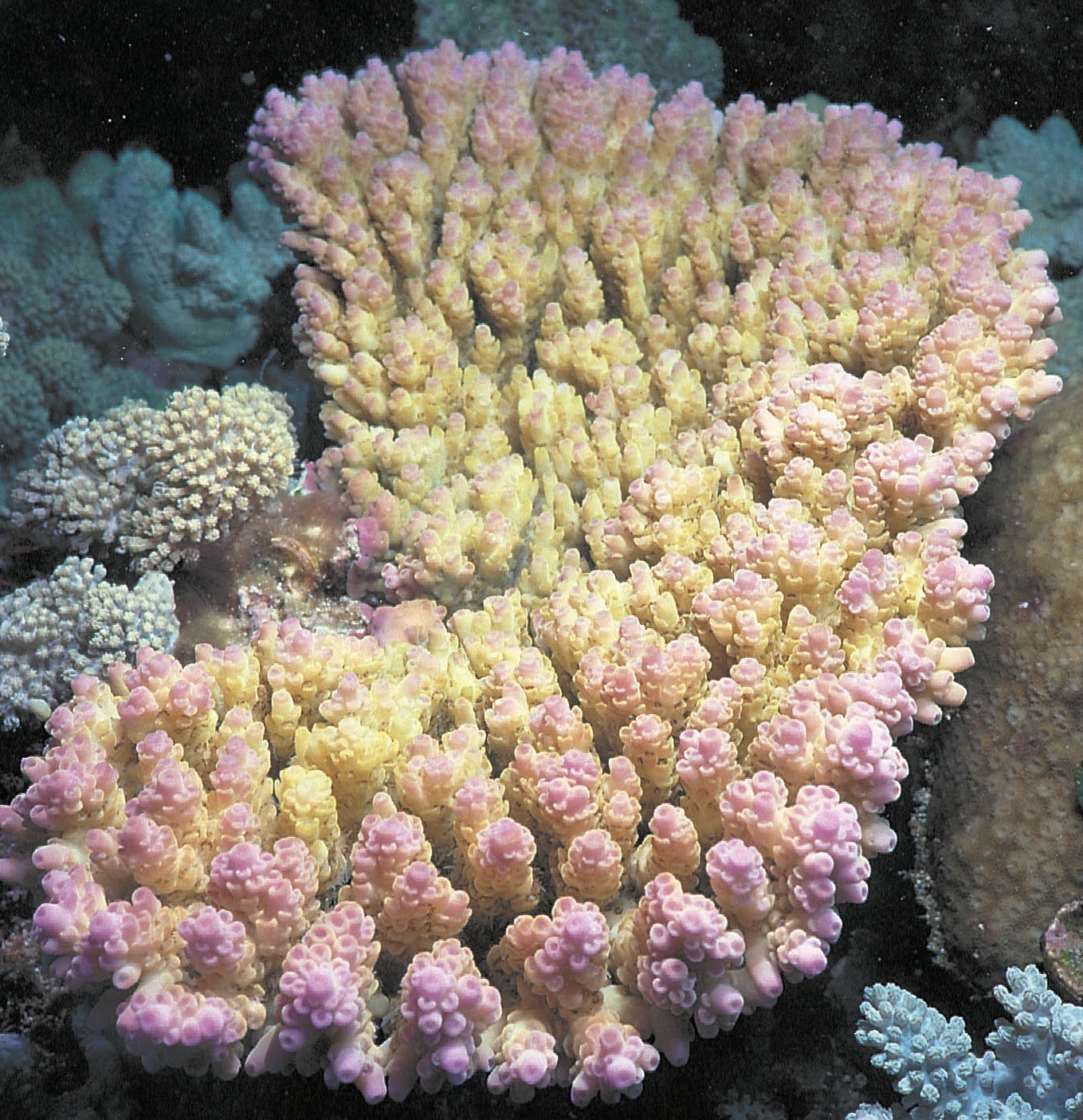 花柄鹿角珊瑚