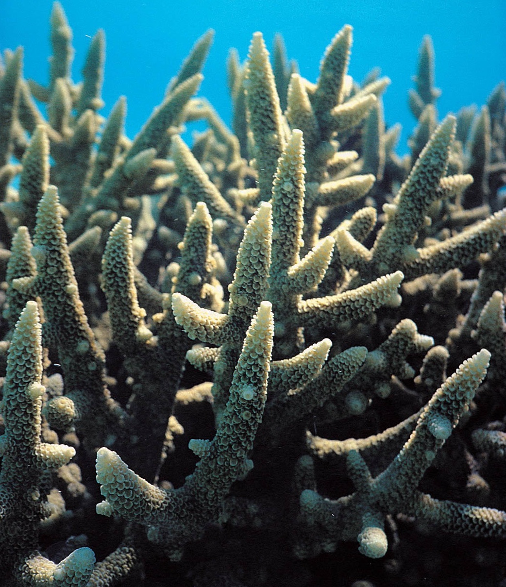 粗糙鹿角珊瑚