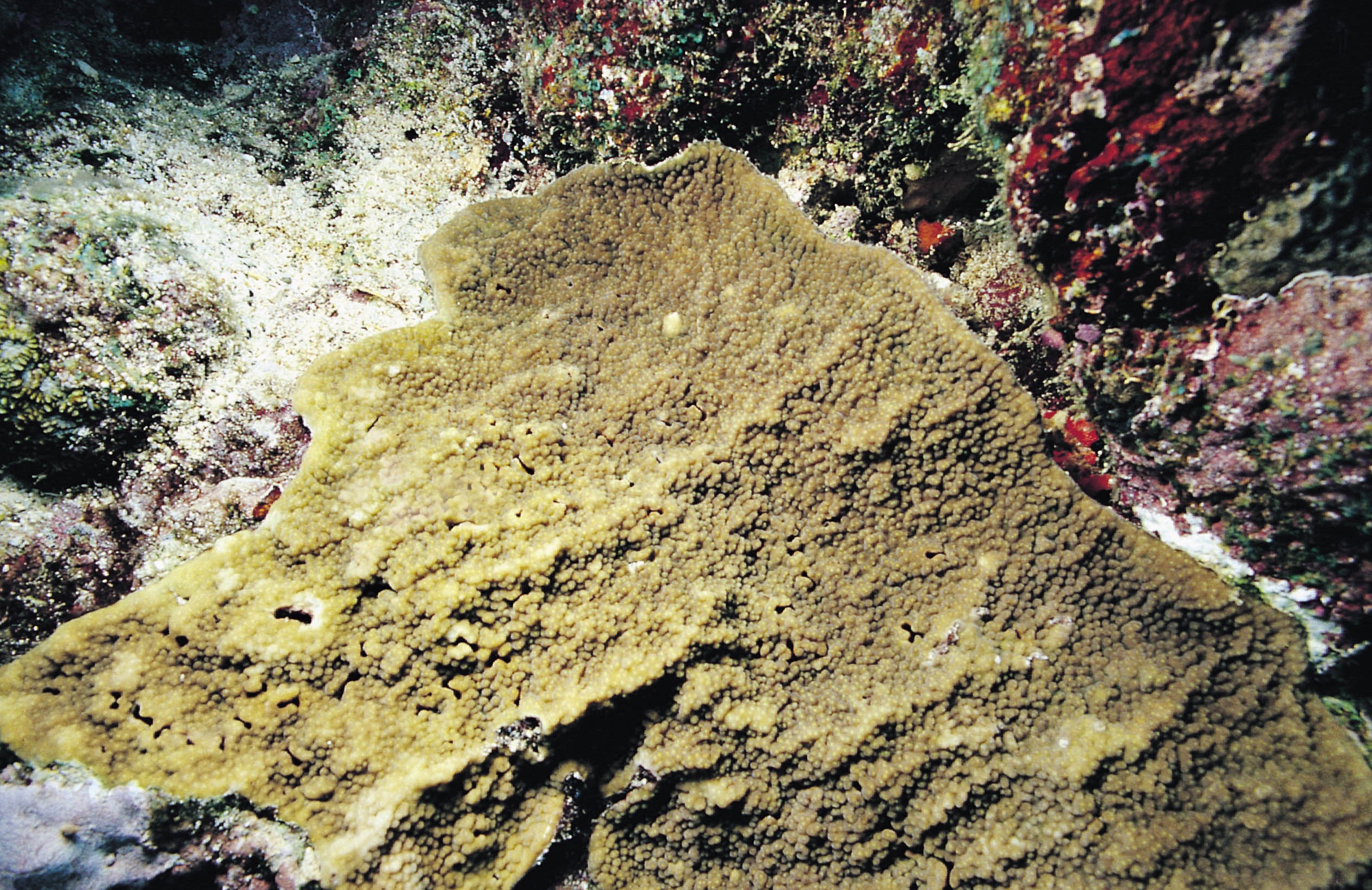 漏斗鹿角珊瑚