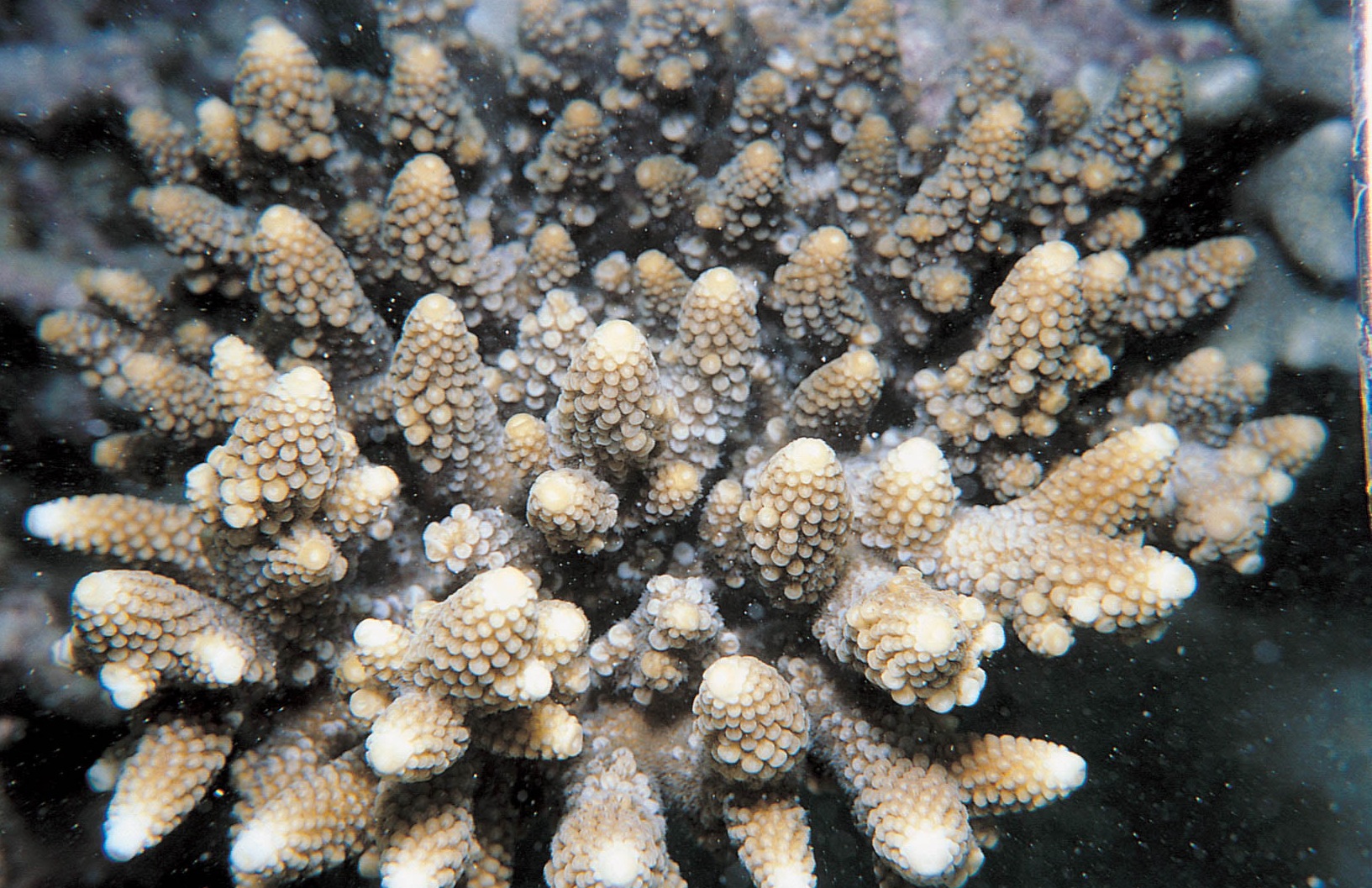 芽枝鹿角珊瑚