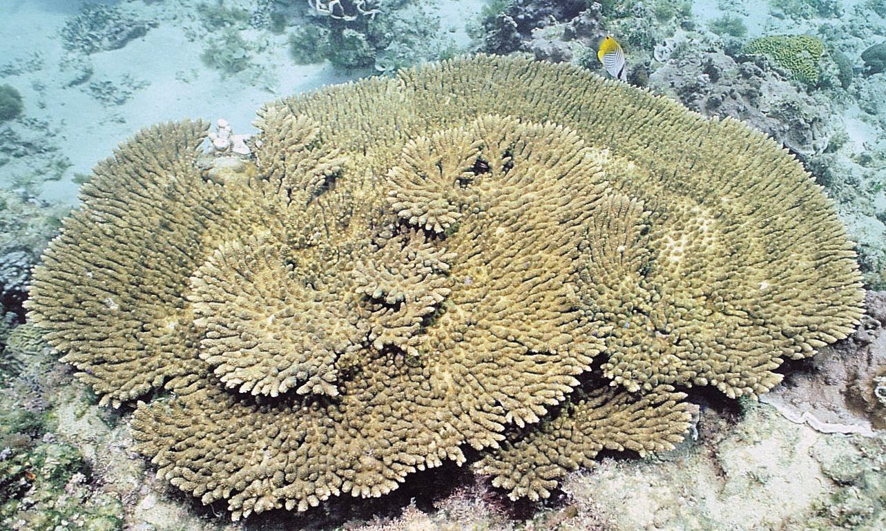 板叶鹿角珊瑚