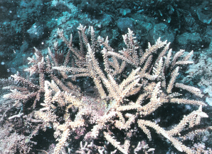 戈麦斯鹿角珊瑚