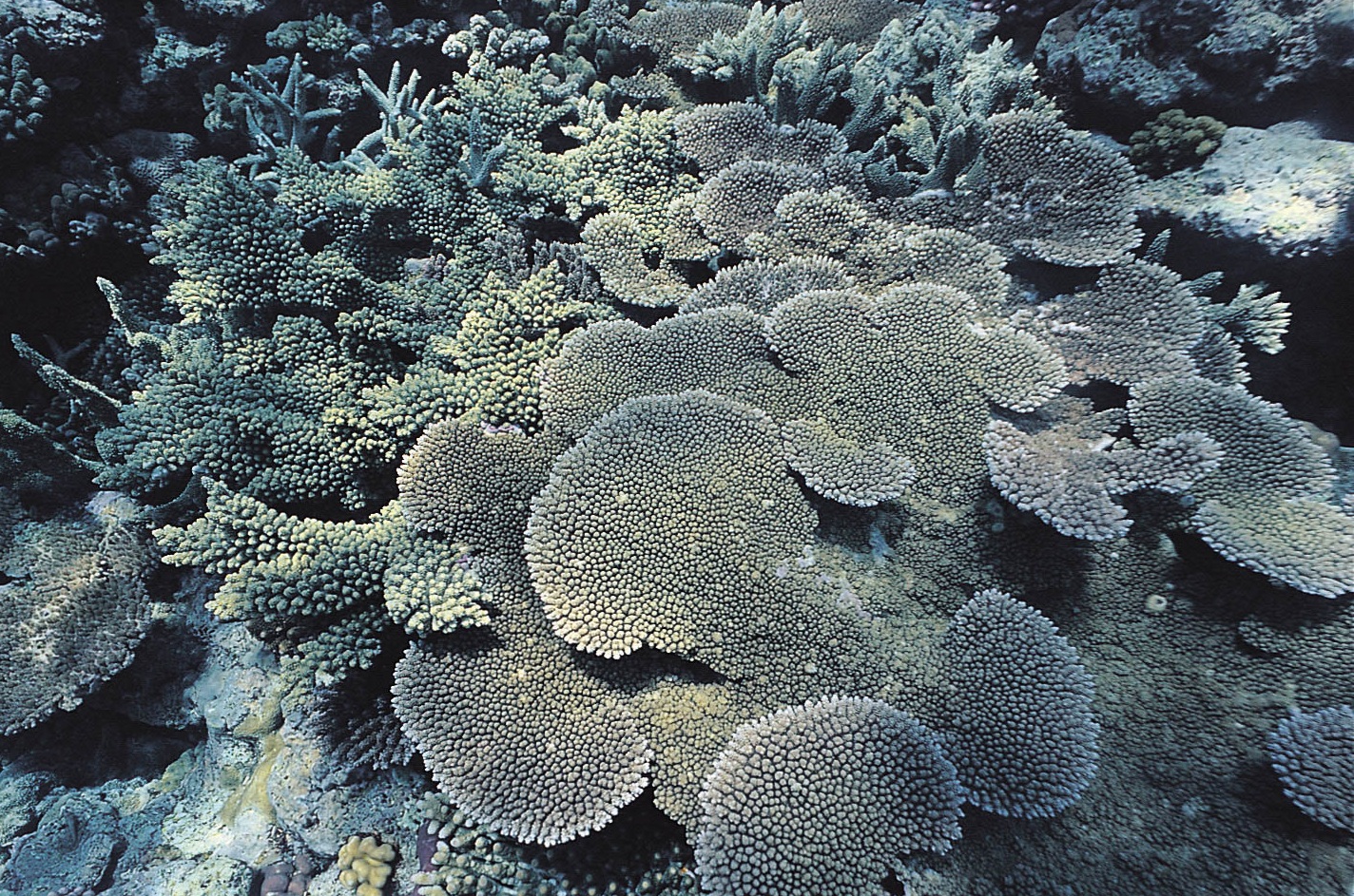 风信子鹿角珊瑚
