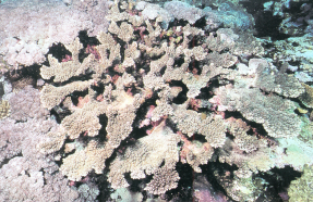  不规则鹿角珊瑚