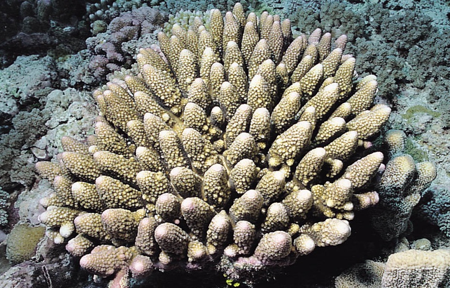 巨锥鹿角珊瑚