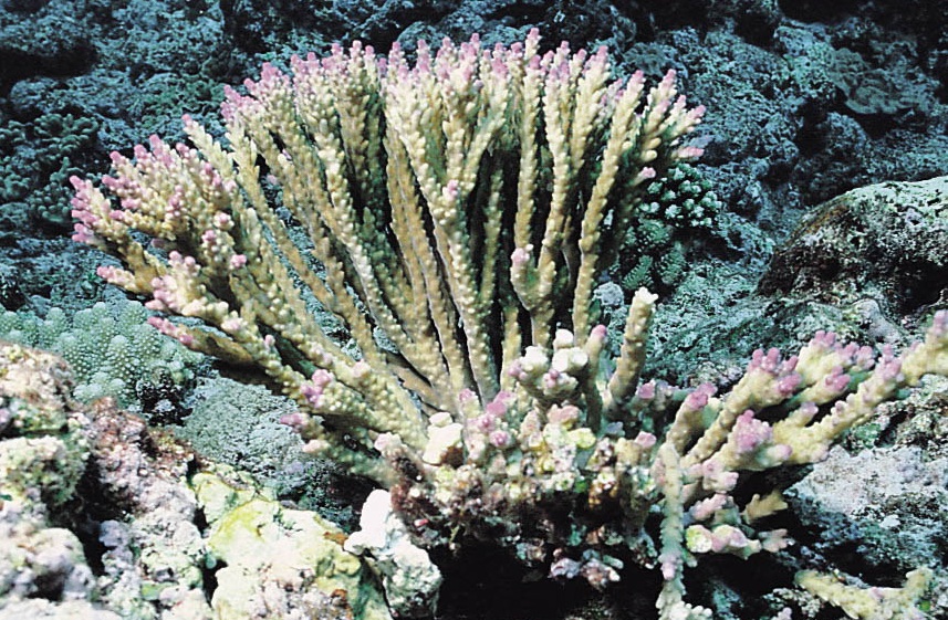细枝鹿角珊瑚