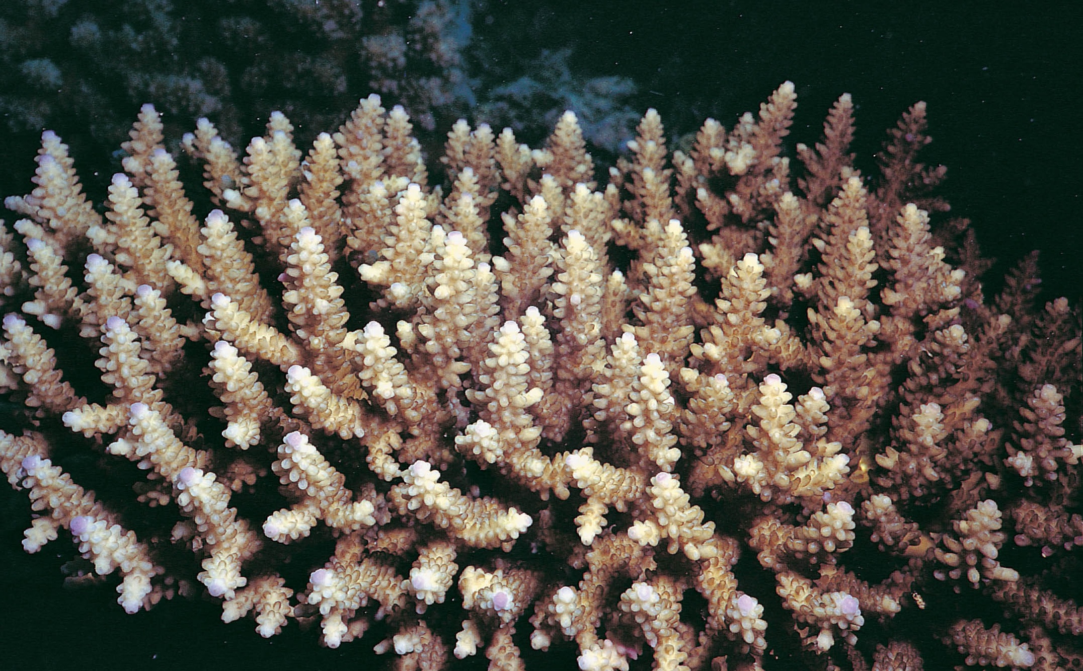 鼻形鹿角珊瑚