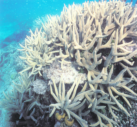 高贵鹿角珊瑚