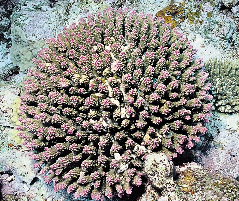 穗枝鹿角珊瑚