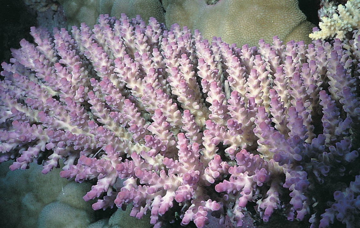 柔枝鹿角珊瑚
