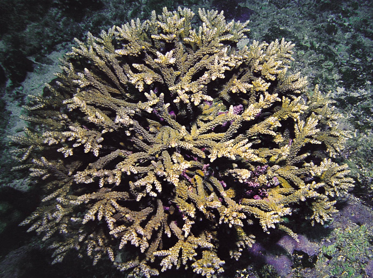 隆起鹿角珊瑚