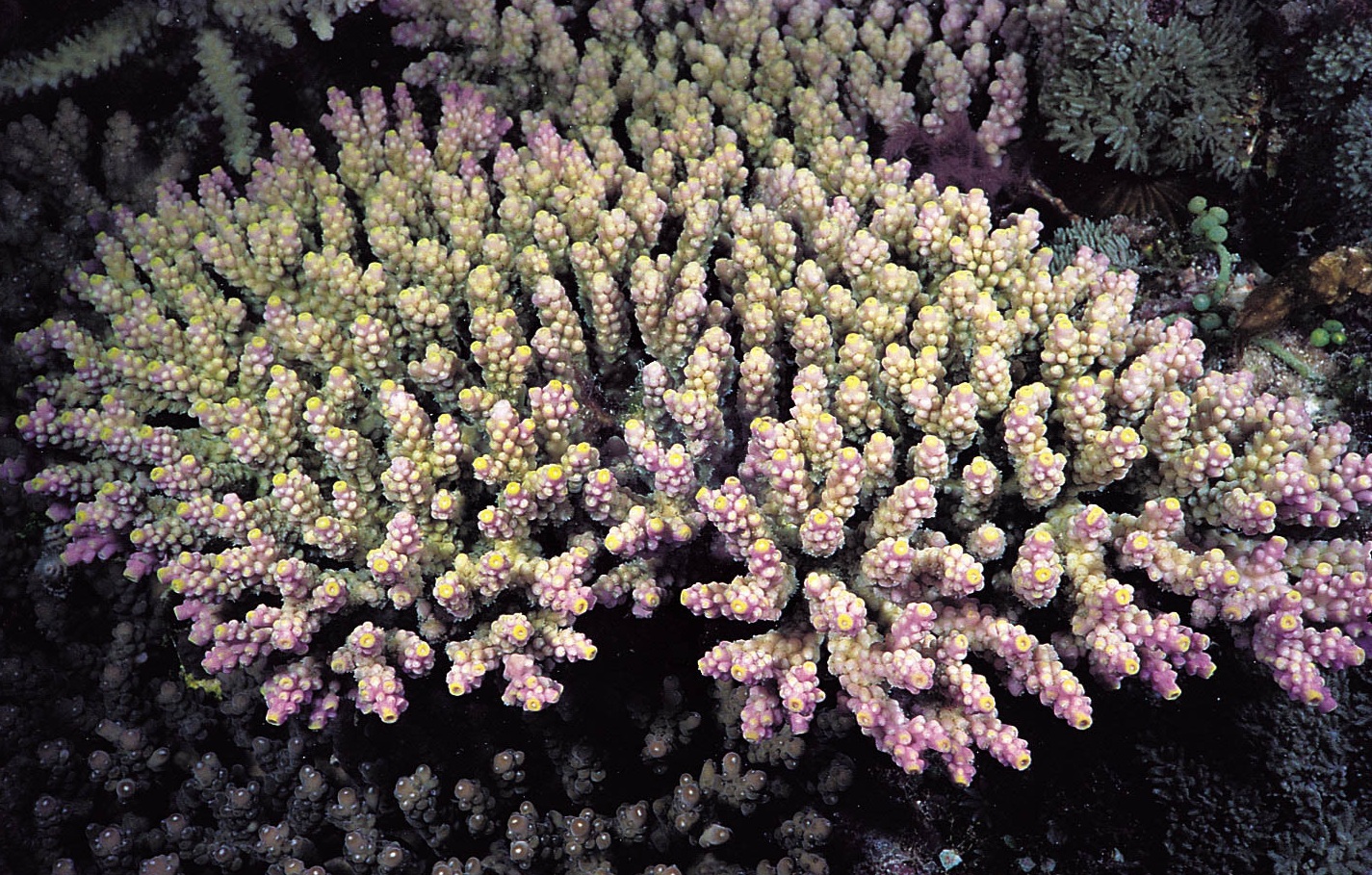 强壮鹿角珊瑚