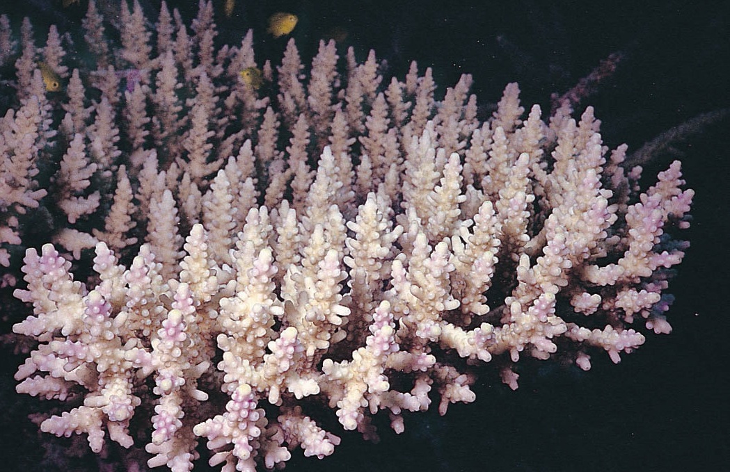 华氏鹿角珊瑚