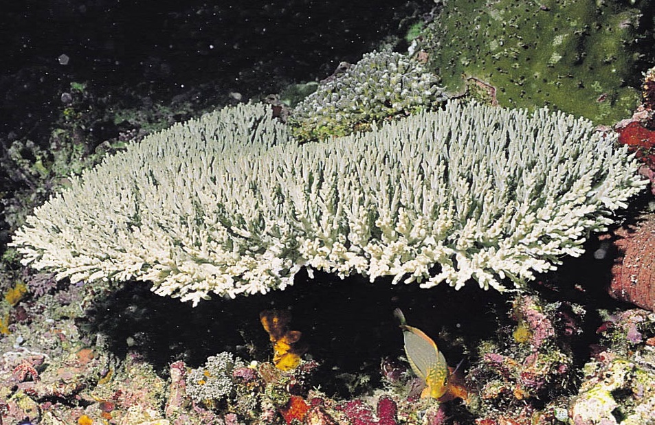 威氏鹿角珊瑚