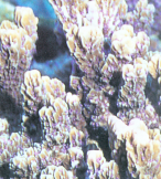 壁垒蔷薇珊瑚