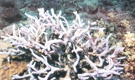 指状蔷薇珊瑚