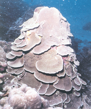 单星蔷薇珊瑚