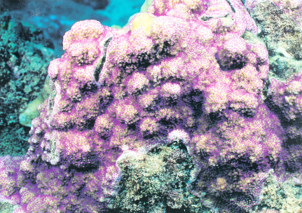 翼型蔷薇珊瑚