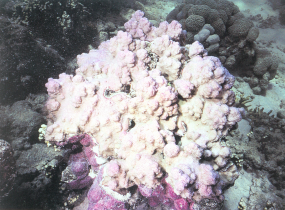 膨胀蔷薇珊瑚