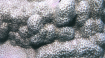脉状蔷薇珊瑚