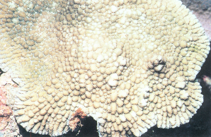 小角刺柄珊瑚