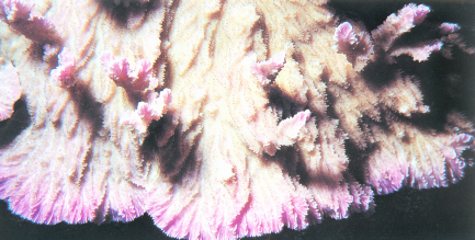 粗裸肋珊瑚