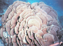 阔裸肋珊瑚