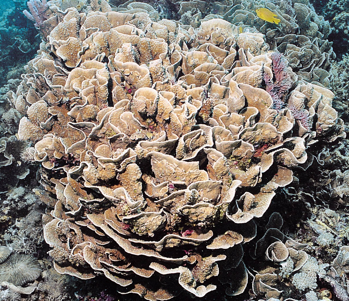 皱纹陀螺珊瑚