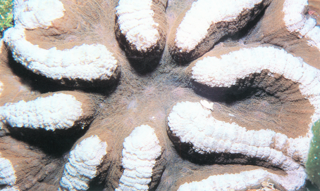盔形叶状珊瑚