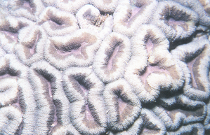赫氏叶状珊瑚