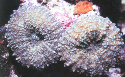 粗大叶状珊瑚