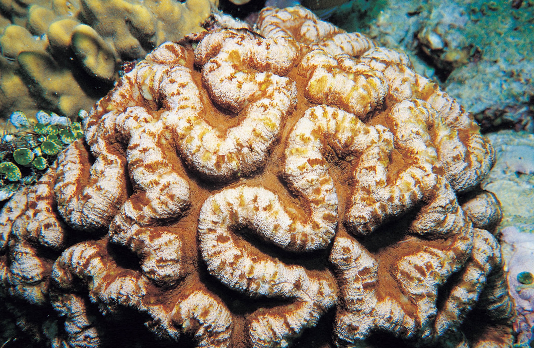 菌状合叶珊瑚