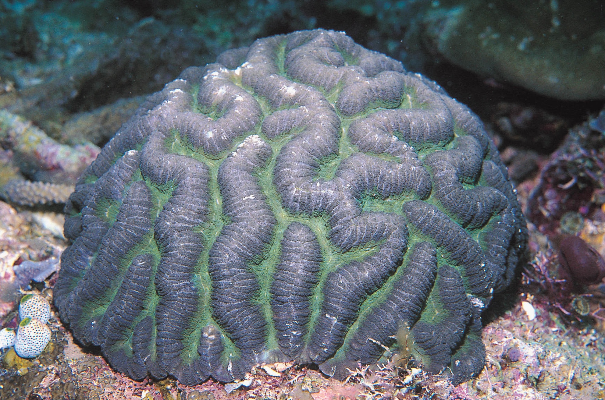 辐射合叶珊瑚