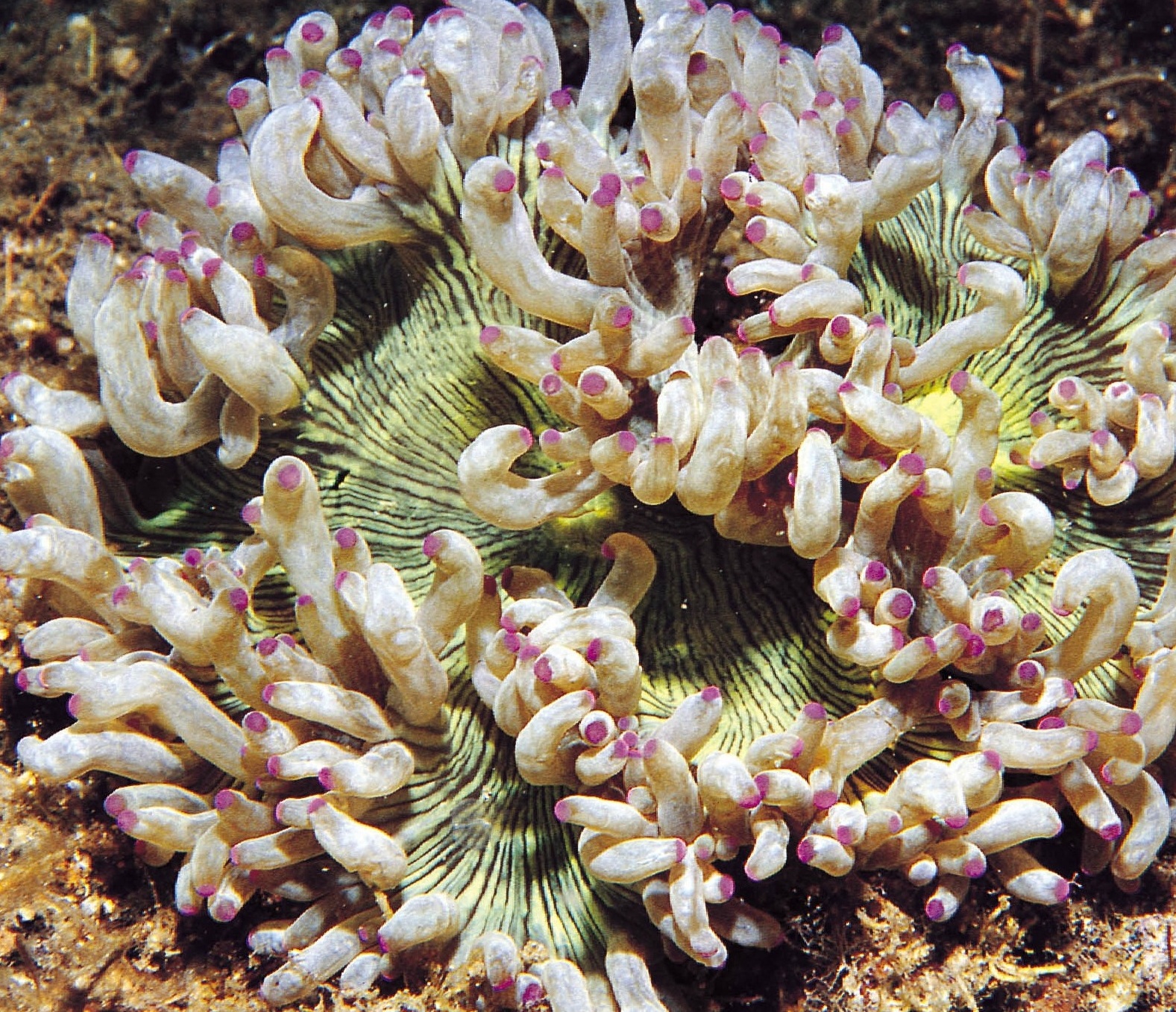 尼罗河珊瑚