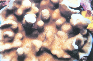 夏威夷薄层珊瑚