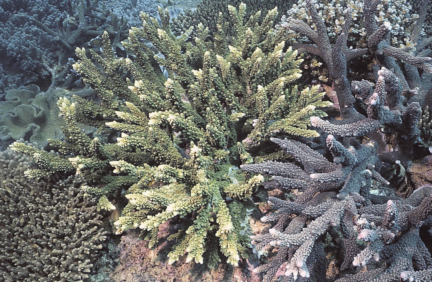 宽片鹿角珊瑚