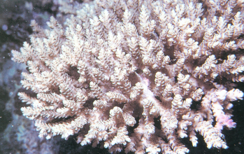 石松鹿角珊瑚